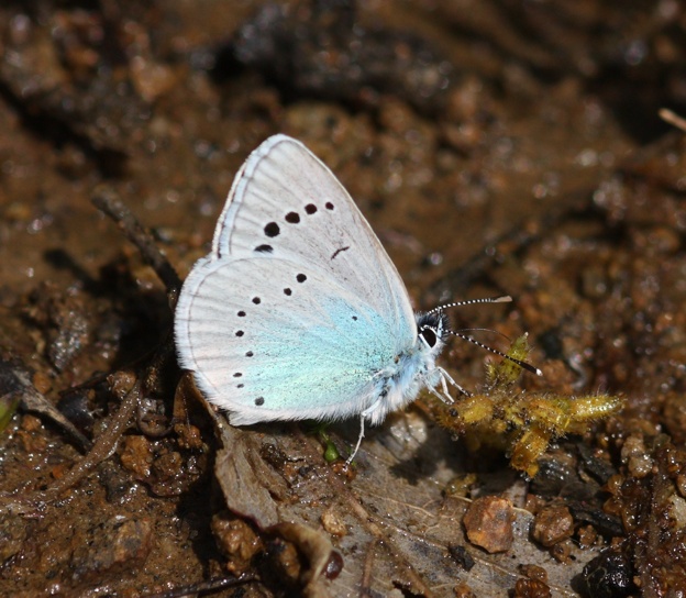 Glaucopsyche (Glaucopsyche) alexis (maschio)